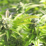 Cannabispflanze