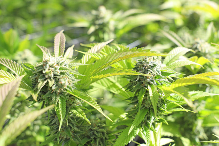 Cannabispflanze