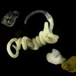 Der darmlose Meereswurm Olavius algarvensis ist nur etwa zwei Zentimeter lang und lebt vollständig von seinen bakteriellen Symbionten. Forschende fanden bei ihm ein Enzym, mit dem er natürliches Bioplastik aus diesen Mikroorganismen abbauen kann.