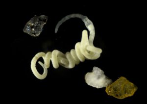 Der darmlose Meereswurm Olavius algarvensis ist nur etwa zwei Zentimeter lang und lebt vollständig von seinen bakteriellen Symbionten. Forschende fanden bei ihm ein Enzym, mit dem er natürliches Bioplastik aus diesen Mikroorganismen abbauen kann.