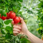 Gezielte Wärmebehandlungen können Tomaten widerstandsfähiger gegen Hitzestress machen und ihren Ertrag deutlich steigern. © IGZ / sevens[+]maltry