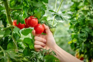 Gezielte Wärmebehandlungen können Tomaten widerstandsfähiger gegen Hitzestress machen und ihren Ertrag deutlich steigern. © IGZ / sevens[+]maltry