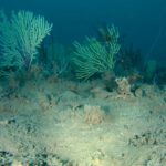 Unterwasser-Drohne liefert Bilder aus dem totgeglaubten Korallenriff – in 54 Metern Tiefe vor Benin wimmelt es vor Leben
