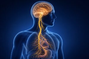 Der Vagusnerv verbindet Gehirn und innere Organe – und könnte auch beim Lernen mitwirken. Bei Mäusen verbesserte seine Stimulation nach dem Training den langfristigen Lernerfolg.