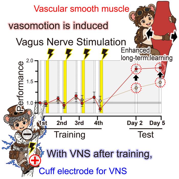 Die Stimulation des Vagusnervs wirkte nicht sofort: Erst an den folgenden Tagen schnitten die Mäuse bei der erlernten Augenbewegung besser ab – ein Hinweis auf verbessertes Langzeitlernen. © Junyu U. Chen, Yoko Ikoma, Ko Matsui