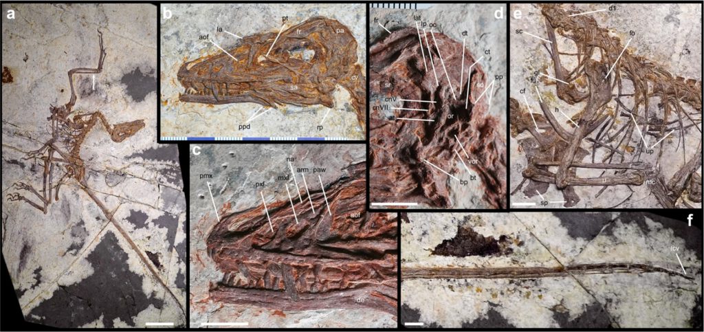 Das fast vollständig erhaltene Skelett von Norellraptor barsboldi zeigt selbst feine Details an Schädel, Brustbereich und Schwanz – ein seltener Fund aus der Kreidezeit. © Wang et al., 2026 / Nature Communications, CC BY-NC-ND 4.0