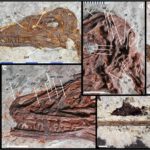 Das fast vollständig erhaltene Skelett von Norellraptor barsboldi zeigt selbst feine Details an Schädel, Brustbereich und Schwanz – ein seltener Fund aus der Kreidezeit. © Wang et al., 2026 / Nature Communications, CC BY-NC-ND 4.0