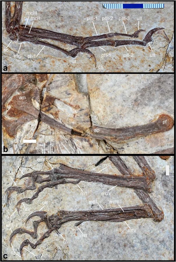 Hand, Becken und Füße von Norellraptor zeigen im Detail, wie stark sein Körper bereits an schnelle, bewegliche Fortbewegung angepasst war. © Nature Communications