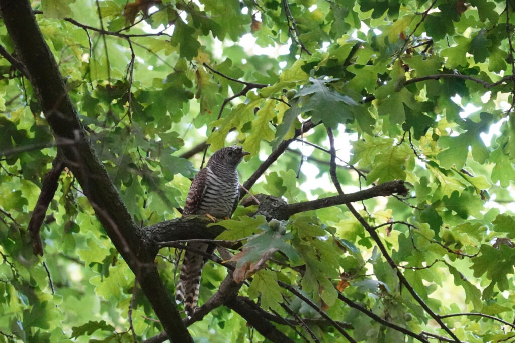 In den heimischen Waldaufnahmen war auch der Kuckuck zu hören – bekannte Vogelrufe wie dieser wurden als besonders angenehm wahrgenommen. © Gabriele Rada