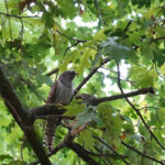 In den heimischen Waldaufnahmen war auch der Kuckuck zu hören – bekannte Vogelrufe wie dieser wurden als besonders angenehm wahrgenommen. © Gabriele Rada