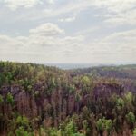 Waldschäden in Europa könnten bis 2100 um 20 Prozent steigen – selbst bei 2-Grad-Ziel