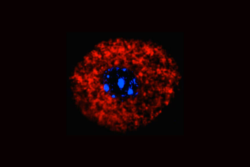 Nach dem Kontakt mit einem Allergen verändern sich die Mitochondrien in sensorischen Nervenzellen. Rot markiert sind die umgebauten „Kraftwerke“ der Zelle, blau der Zellkern. © Xueping Zhu