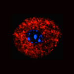 Nach dem Kontakt mit einem Allergen verändern sich die Mitochondrien in sensorischen Nervenzellen. Rot markiert sind die umgebauten „Kraftwerke“ der Zelle, blau der Zellkern. © Xueping Zhu