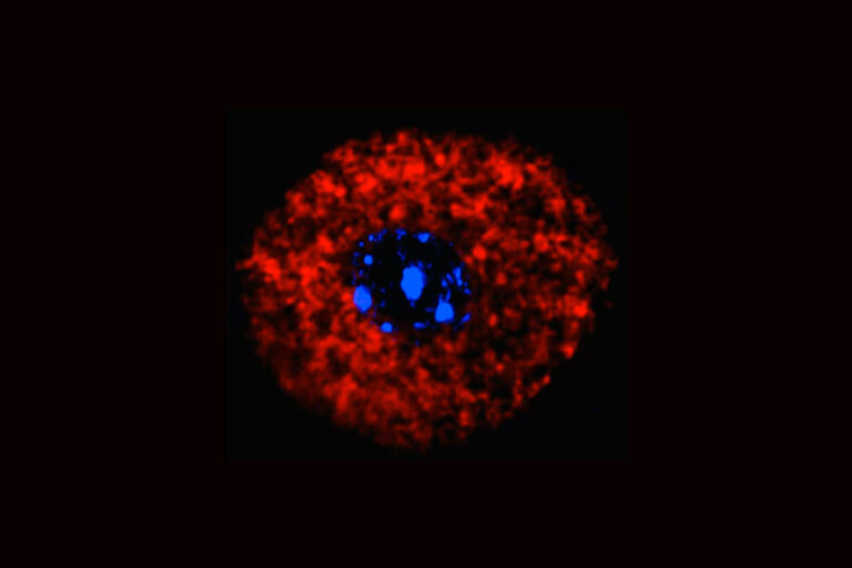 Nach dem Kontakt mit einem Allergen verändern sich die Mitochondrien in sensorischen Nervenzellen. Rot markiert sind die umgebauten „Kraftwerke“ der Zelle, blau der Zellkern. © Xueping Zhu