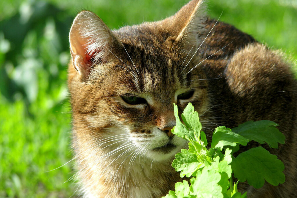 Katze riecht an Pflanze