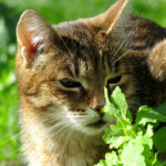 Katze riecht an Pflanze