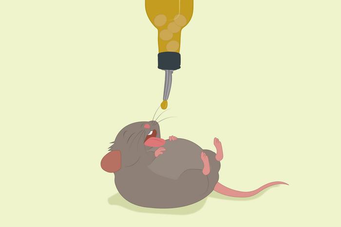 Mäuse, bei denen das appetitregulierende Protein OPA1 in bestimmten Nervenzellen fehlte, erhielten freien Zugang zu Sojaöl, um dessen Auswirkungen zu untersuchen. © Osaka Metropolitan University