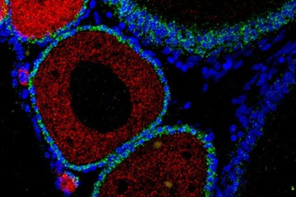Blick in das Eierstockgewebe eines Prachtgrundkärpflings: Rot leuchten unreife Eizellen, grün die umgebenden Granulosazellen, blau die Zellkerne. Die Aufnahme macht sichtbar, wie stark der DNA-Reparaturdefekt die Entwicklung der Keimzellen beeinflusst.