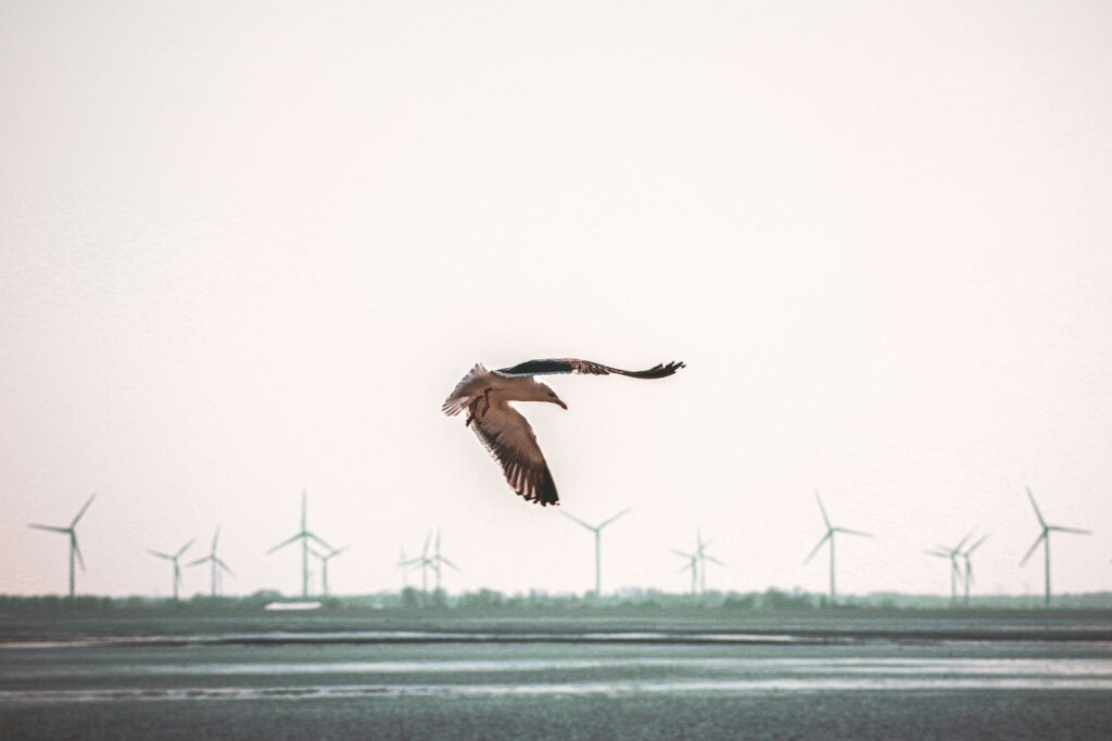 Wetterradare erfassen nicht nur Regenwolken, sondern auch nächtliche Vogelschwärme. So könnten Windräder künftig stoppen, wenn besonders viele Zugvögel in Rotorhöhe unterwegs sind. © Unsplash