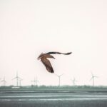 Wetterradare erfassen nicht nur Regenwolken, sondern auch nächtliche Vogelschwärme. So könnten Windräder künftig stoppen, wenn besonders viele Zugvögel in Rotorhöhe unterwegs sind. © Unsplash