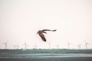 Wetterradare erfassen nicht nur Regenwolken, sondern auch nächtliche Vogelschwärme. So könnten Windräder künftig stoppen, wenn besonders viele Zugvögel in Rotorhöhe unterwegs sind. © Unsplash