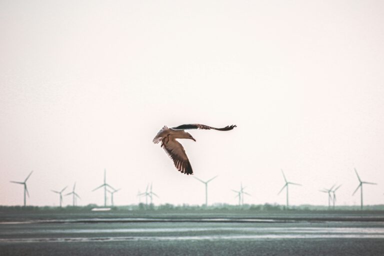 Wetterradare erfassen nicht nur Regenwolken, sondern auch nächtliche Vogelschwärme. So könnten Windräder künftig stoppen, wenn besonders viele Zugvögel in Rotorhöhe unterwegs sind. © Unsplash
