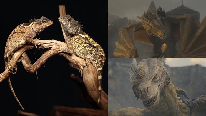 Die neu entdeckte Echse Acanthosaura syrax erinnert mit ihrem stacheligen Kamm an einen kleinen Drachen. Ihren Namen verdankt sie Syrax aus der Serie „House of the Dragon“, der hier als CGI-Figur neben dem Tier zu sehen ist.