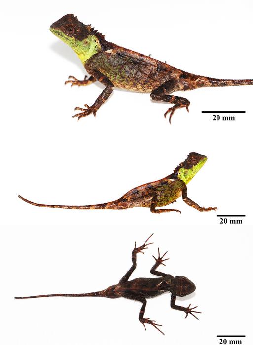 Das Männchen von Acanthosaura syrax ist das Typusexemplar der neu entdeckten Echsenart aus Thailand.