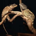 Erwachsene Weibchen der neu entdeckten Echsenart Acanthosaura syrax aus Thailand.
