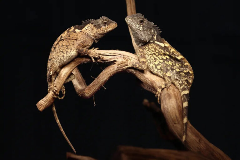 Erwachsene Weibchen der neu entdeckten Echsenart Acanthosaura syrax aus Thailand.