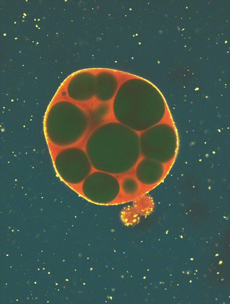Wenige gezielte Mutationen verändern die künstlichen RNA-Tröpfchen: Im Inneren entstehen mehrere Hohlräume (grün), die Moleküle aufnehmen können. Gleichzeitig werden die zellähnlichen Strukturen beweglicher. © William Verstraeten