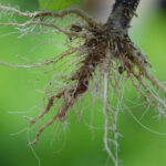 Im Wurzelwachstum steuern feine Signale die Richtung: Sie helfen Pflanzen, Hindernisse im Boden aktiv zu überwinden.