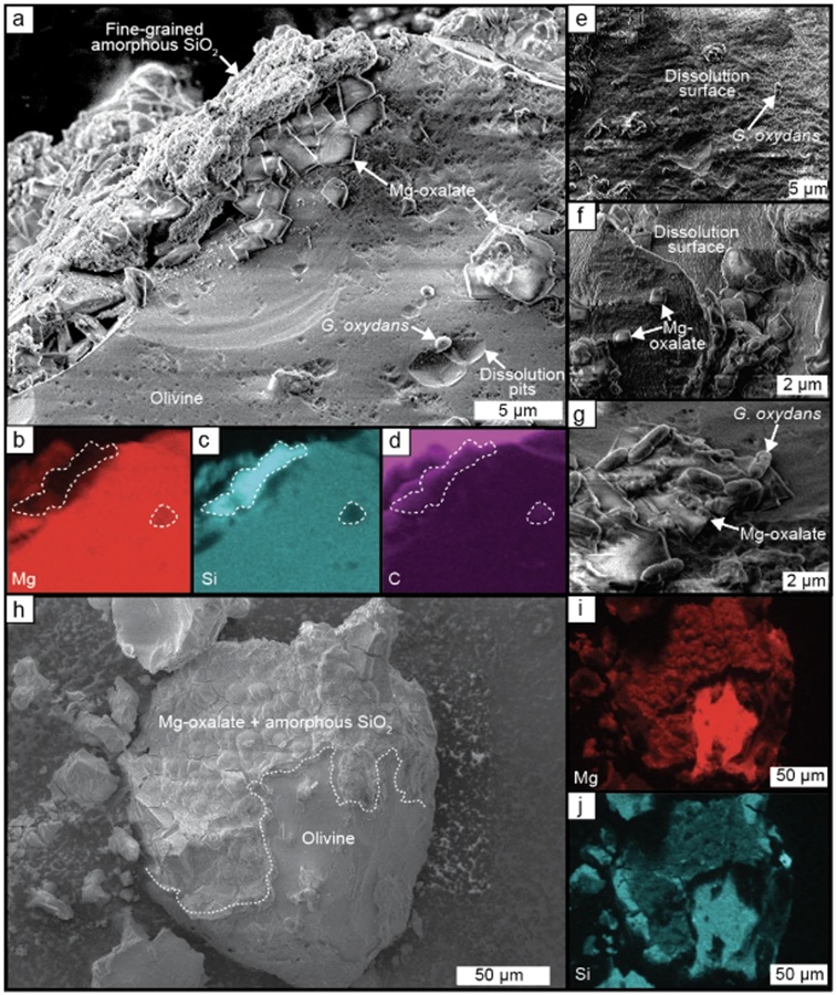 Die Grafik zeigt, wie Gluconobacter oxydans Olivin nach 15 Tagen verändert: In (a) sind Auflösungsgruben, Magnesiumoxalat und amorphes Siliziumdioxid zu sehen, (b–d) zeigen die Verteilung von Magnesium, Silizium und Kohlenstoff. (e–g) machen weitere angegriffene Oberflächen sowie Bakterien und Magnesiumoxalat sichtbar, während (h–j) zeigen, wie Reaktionsprodukte den Olivin fast vollständig überziehen und die weitere Auflösung bremsen können. © Scientific Reports