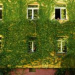 Grüne Fassade an einem Gebäude: Pflanzen an der Hauswand spenden Schatten, verdunsten Wasser und können Räume dahinter bei Hitze spürbar entlasten.