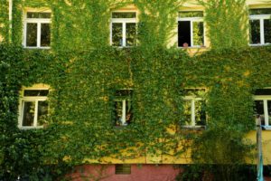 Grüne Fassade an einem Gebäude: Pflanzen an der Hauswand spenden Schatten, verdunsten Wasser und können Räume dahinter bei Hitze spürbar entlasten.